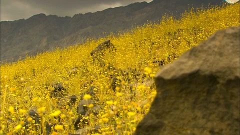 Death Valley rack focus to bolder in field of wildflowers 스톡 동영상 87206568