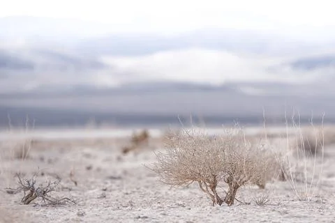 Death Valley Shrub Stock Photos