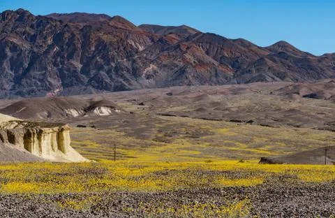 Death Valley Super Bloom 2016 Stock Photos