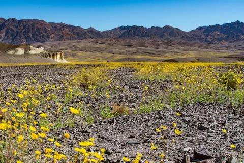 Death Valley Super Bloom 2016 Stock Photos