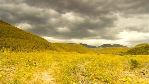 Death Valley timelapse storm clouds roll over field of wildflowers Stock Footage 87211982