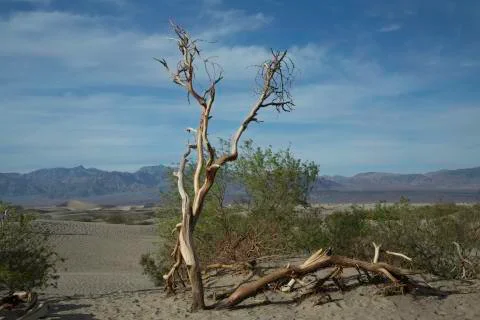 Death Valley Tree Stock Photos