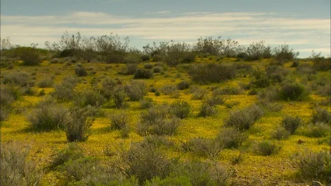 Death Valley wildflowers Stock Footage 87150361