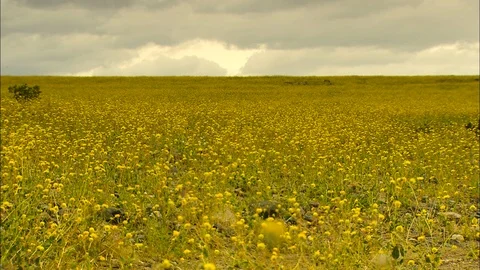 Death Valley wildflowers in front of flat horizon with dramatic clouds 스톡 동영상 87247496