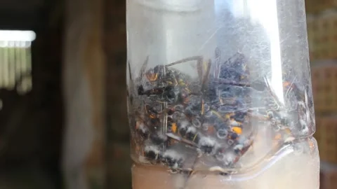 The death of velutin bees in a trap Stock Footage 247470214