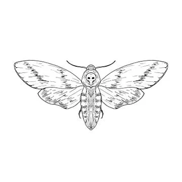 Death's head hawk moth. Vector illustration. Isolated. Hand-drawn style. Stock Illustration
