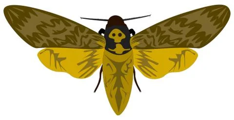 Death's-head Hawkmoth Stock Illustration