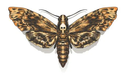 Deaths Head Hawkmoth Stock Illustration