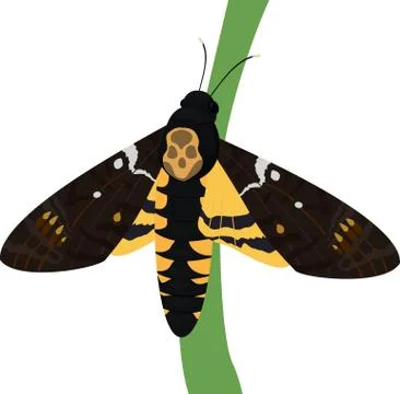 Death's-head moth on white background Stock Illustration