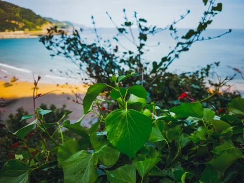 Deba, Spain – beach view through green leaves, Foto stock