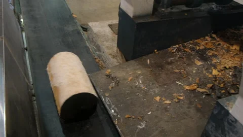 Debarked log falling and moving on conveyor belt in woodworking factory. Stock Footage 312518643