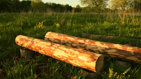 Debarked logs, start of construction Stock Footage 138500592