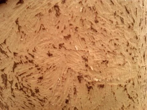 Debarked tree Stock Photos