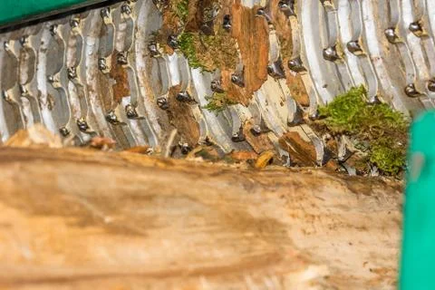 Debarking machine Stock Photos
