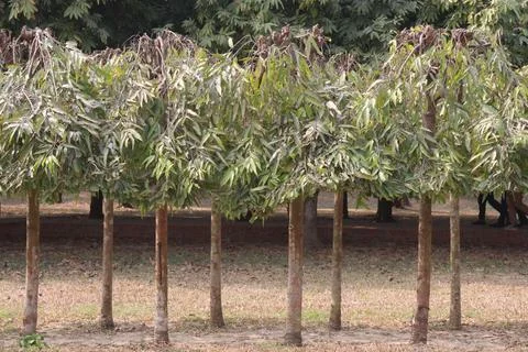 Debdaru tree also commonly known by its Monoon longifolium on farm Stock Photos