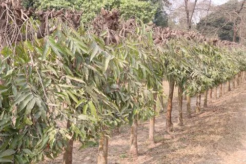 Debdaru tree also commonly known by its Monoon longifolium on farm Stock Photos