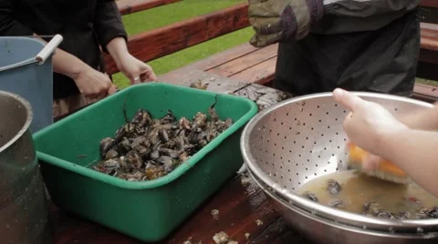 Debearding mussels Stock Footage 59120362