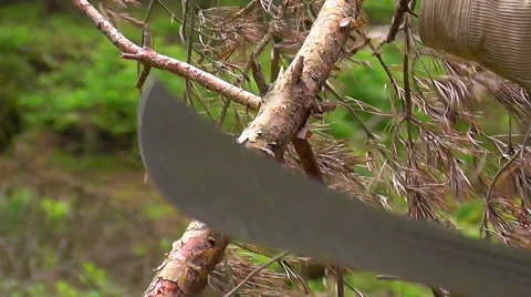 Debranching Small Tree With Machete Stock Footage 37988309