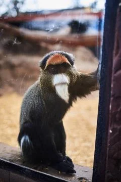 DeBrazza s Monkey looking at camera (Cercopithecus neglectus) DeBrazza s m... Stock Photos