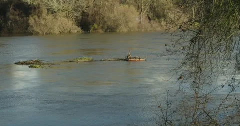 Debris and driftwood float down the Sacramento River in slow motion Video stock 331159178