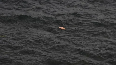 Debris floating on the surface of the water 스톡 동영상 156936333