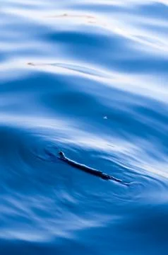 Debris Floating In Water Stock Photos