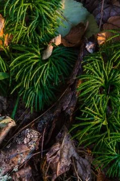 Debris on forest floor 库存照片