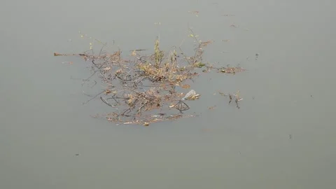 Debris, leaves, twigs floating in the river. The pollution is toxic. Stock Footage 241098489