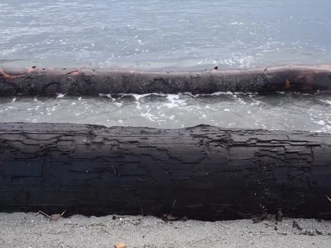 Debris logs washed into the ocean by waves. Stock Footage 113945611