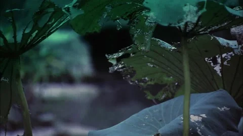 The debris of the lotus leaf Video stock 58366417