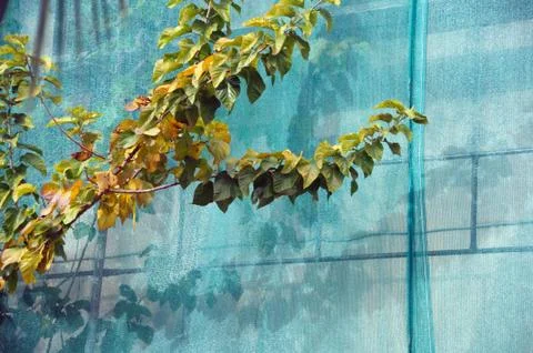 Debris netting branches Stock Photos