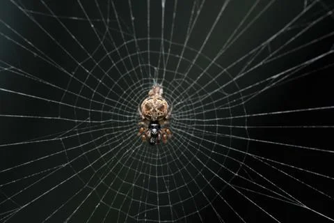 Debris orb weaver in a clean web, Cyclosa insulana, Satara, Maharashtra, Indi Stock Photos