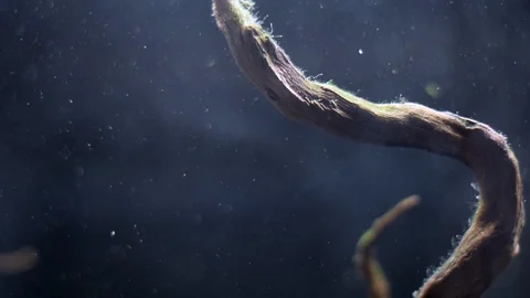 Debris particles move in water behind glass of aquarium without fish Video stock 104217001
