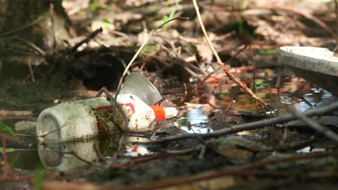 Debris pollution of the forest Stock Footage 234301280