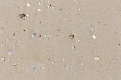 Debris shells on the beach Stock Photos
