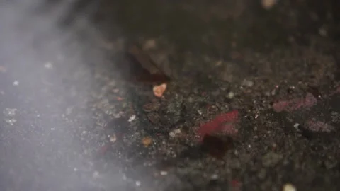 Debris sinking in the river. Drops of rain. Environmental pollution. Stock Footage 154280810