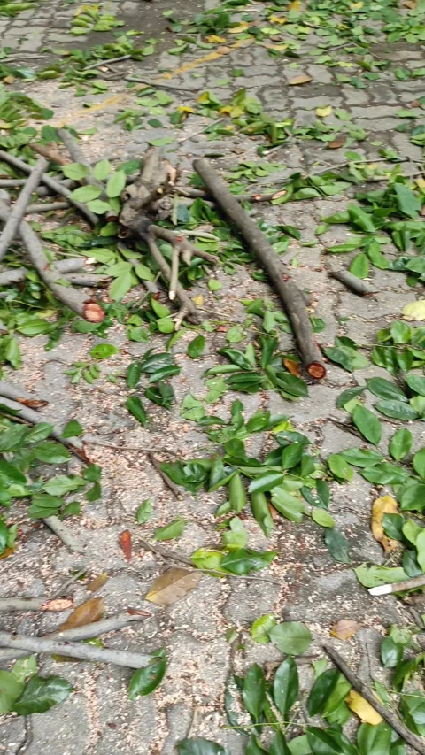 The debris of tree logging Stock Footage 258427753