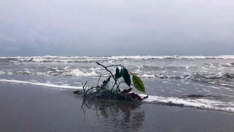 Debris washed ashore on a sandy beach with gentle waves under a cloudy sky Stock Footage 336247313