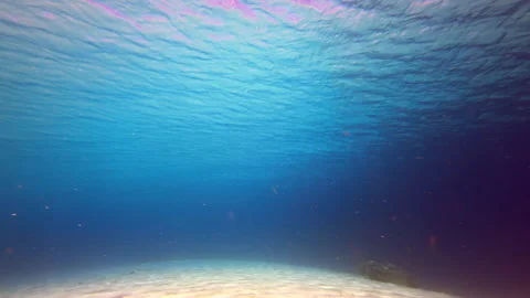 Debris in water column plastics in ocean Stock Footage 317189889