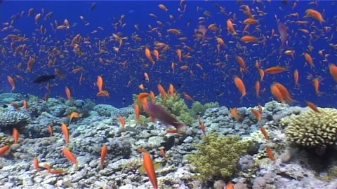 A Decade of Dives 2000s Red Sea Coral Reefs Stock Footage 299869966
