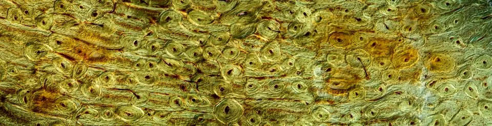 Decalcified bone in cross section 100x Stock Photos