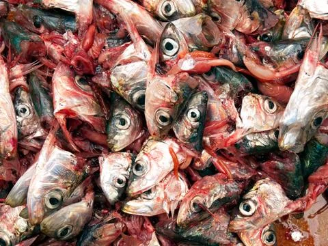 Decapitated sardines Foto stock