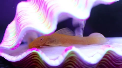 The decarative catfish lies in a decorative shell Stock Footage 293343350