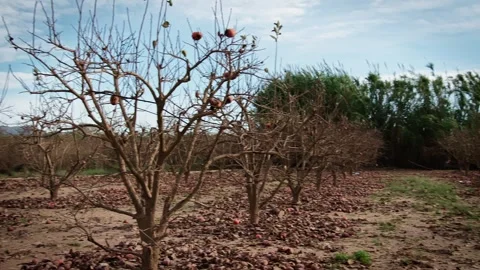 Decay Among Persimmons Video stock 299654852