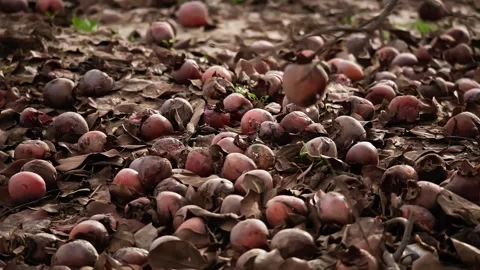 Decay Among Persimmons Video stock 299654912