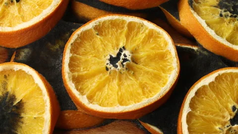 Decay, Orange slice is rotting, Mold and bacteria, Fruit quickly become small Stock Footage 150440608