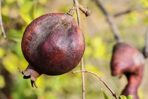 Decay pomegranate on the tree Stock-Fotos