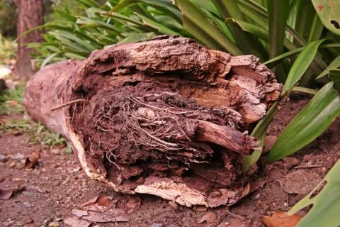 Decay trunk Stock Photos