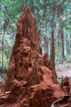 Decayed and Crumbling Old Stump 스톡 사진