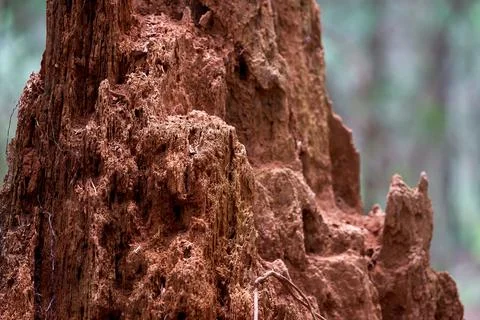 Decayed and Crumbling Old Stump Close Up Fotos de archivo